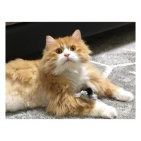 つくね