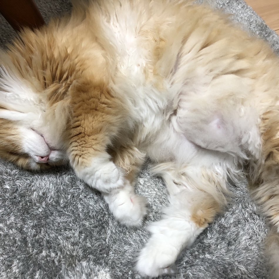 つくねのカバー写真