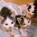 3兄弟を保護しました！生後4週の男の子