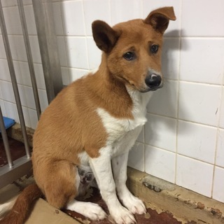 緊急です！まだ子供。6.20朝までの期限です。