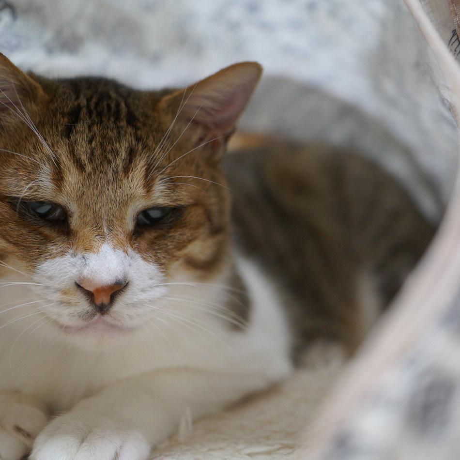 りょうたのカバー写真