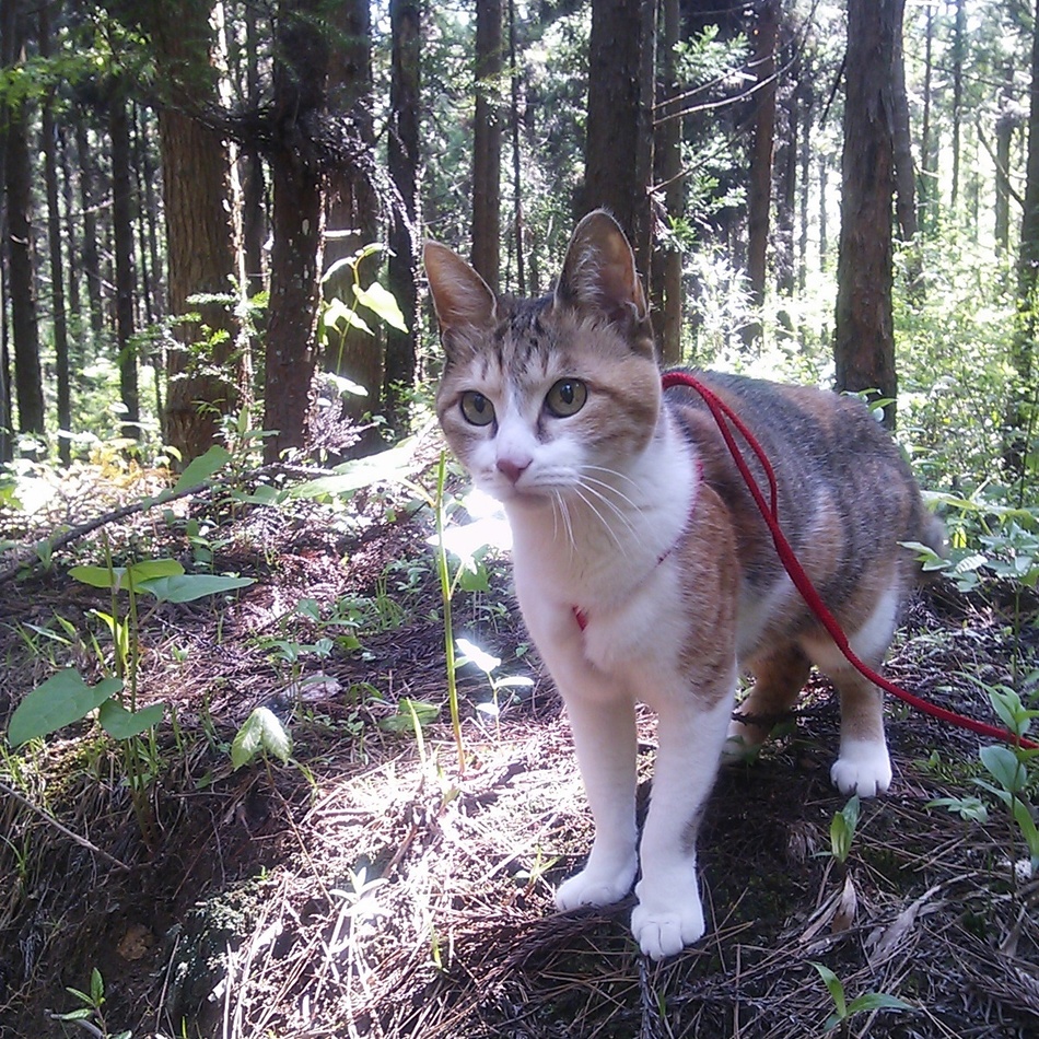 ちろのカバー写真