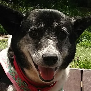 ミルク（ハイブリッド・メス）7-8才　14㎏