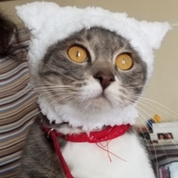 ぴょん