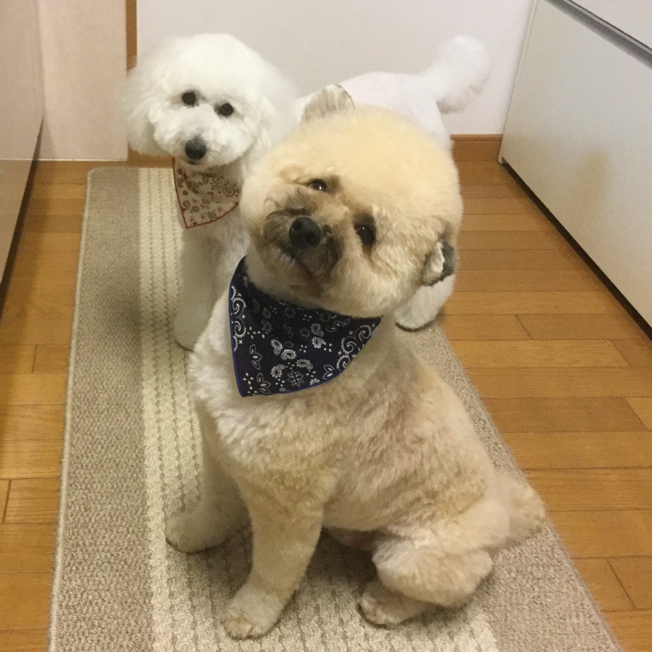 茶々丸 トイ プードル ペットのおうち 月間利用者150万人