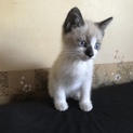 生後約2ヶ月☆子猫里親募集