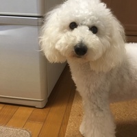 寧々