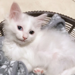 ＊子猫だけの譲渡会＊一時預かりボランティアさん募集説明会