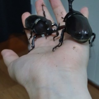 国産のカブトムシ(産地不明個体)