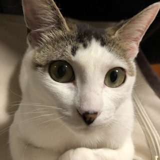 鳴き声がかわゆい美猫さんです。