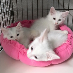 ＊子猫だけの譲渡会＊