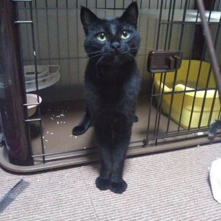 1歳の黒猫男の子小太郎くん