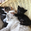 4匹の子猫 里親さん探してます。