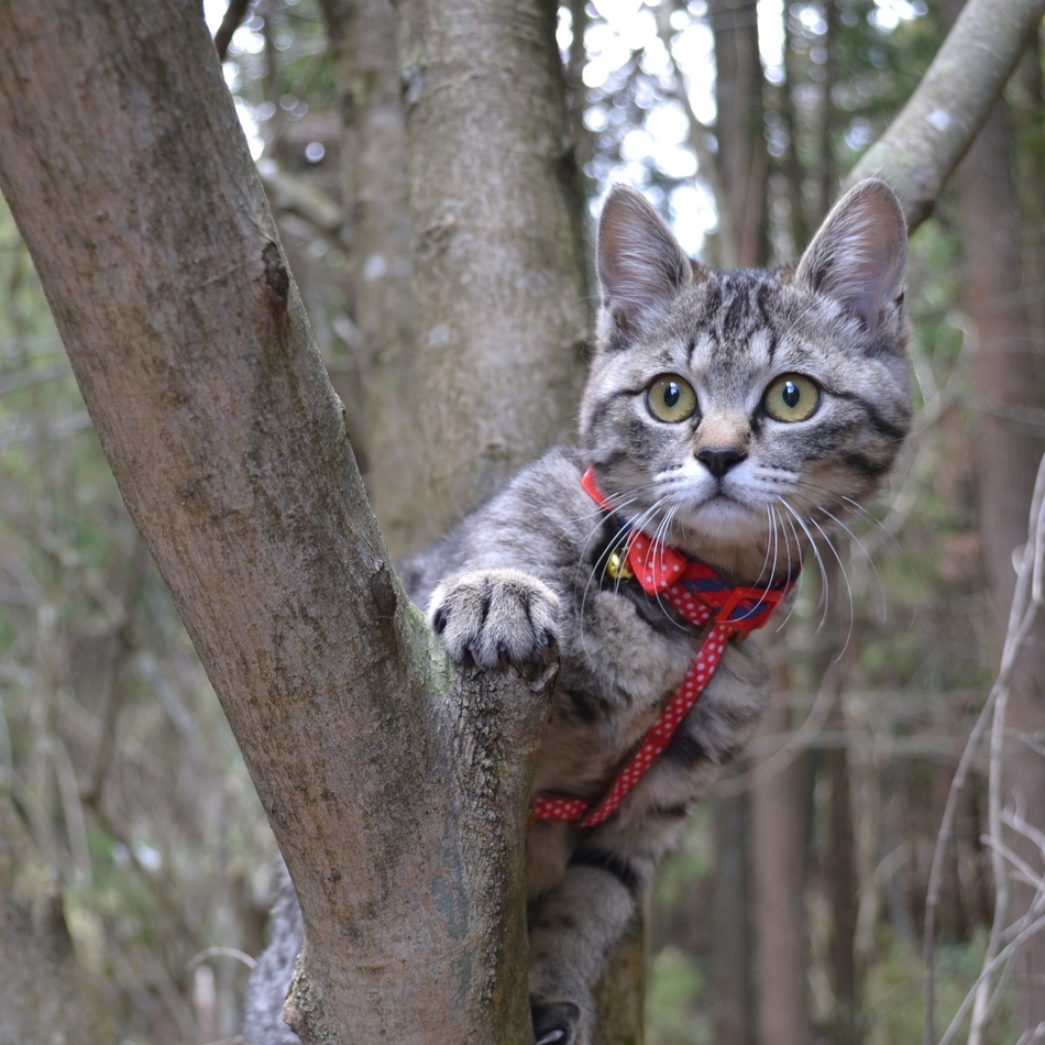 きいのカバー写真