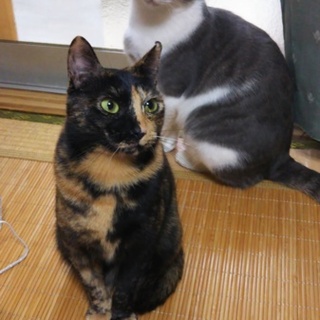 キレイなトーティーちゃんです
