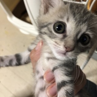 まん丸お目めのリーゼ！他20匹子猫がいます