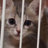 まん丸お目めのリーゼ！他20匹子猫がいます サムネイル3
