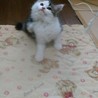 保護猫(２ヶ月半)もらってください❗ サムネイル2