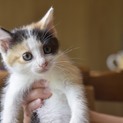 生後1カ月★可愛すぎる三毛猫ちゃん