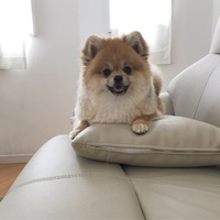 こてつ