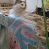 保護猫(２ヶ月半)もらってください❗ サムネイル3