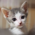 グレー×白のエリック！他20匹子猫がいます