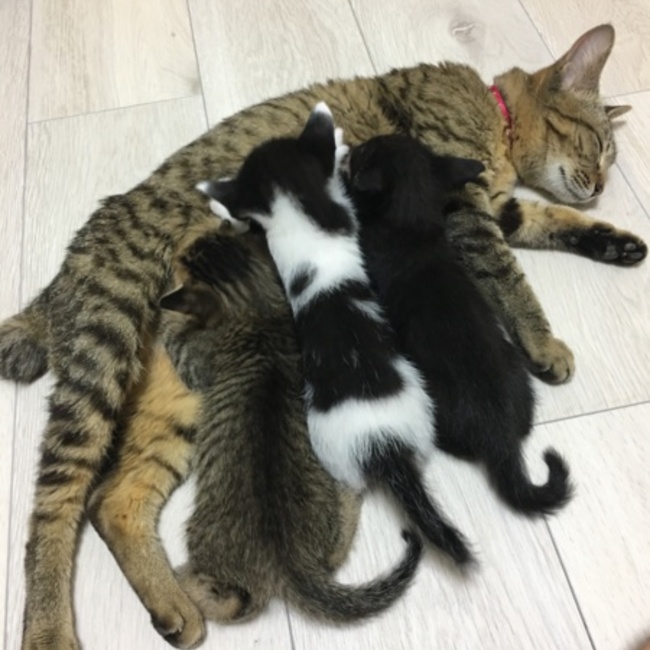 おちょちょっぴのカバー写真