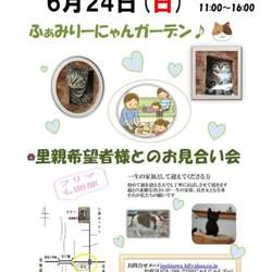 姫路市にて、保護猫のお見合い会を開催します。