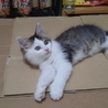 保護猫(２ヶ月半)もらってください❗ サムネイル4