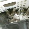 かわいい3兄妹!里親希望者殺到したよ!