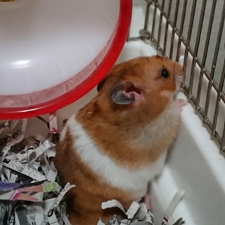 ゴールデンの男の子