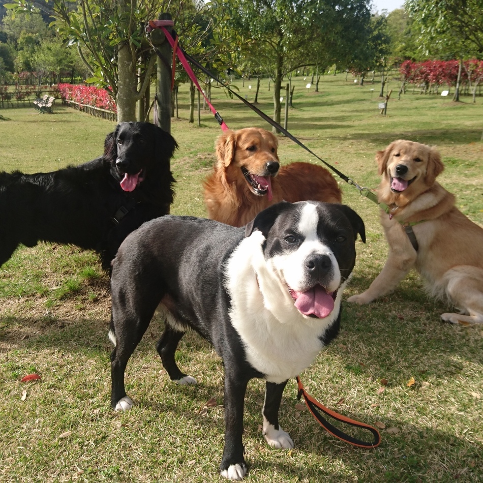 きなこのカバー写真