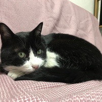チャッピー