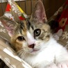 三毛猫マチ胡ちゃん サムネイル5
