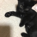 生後2ヶ月オス黒猫ちゃん