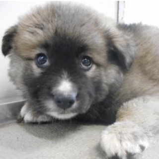 里親様に迎えられました。有難うございました。