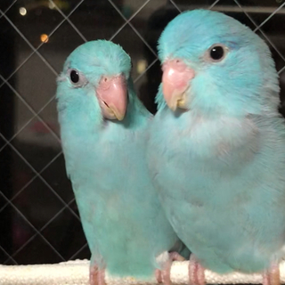 大切な家族です。