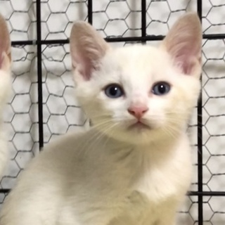 ★美猫★　ひとなつっこい子猫ちゃん