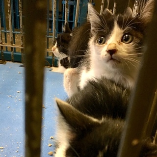 子猫６匹が収容の恐ろしさに耐えています