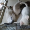 可愛い 白猫3兄弟、真ん中の大人しい猫ちゃん
