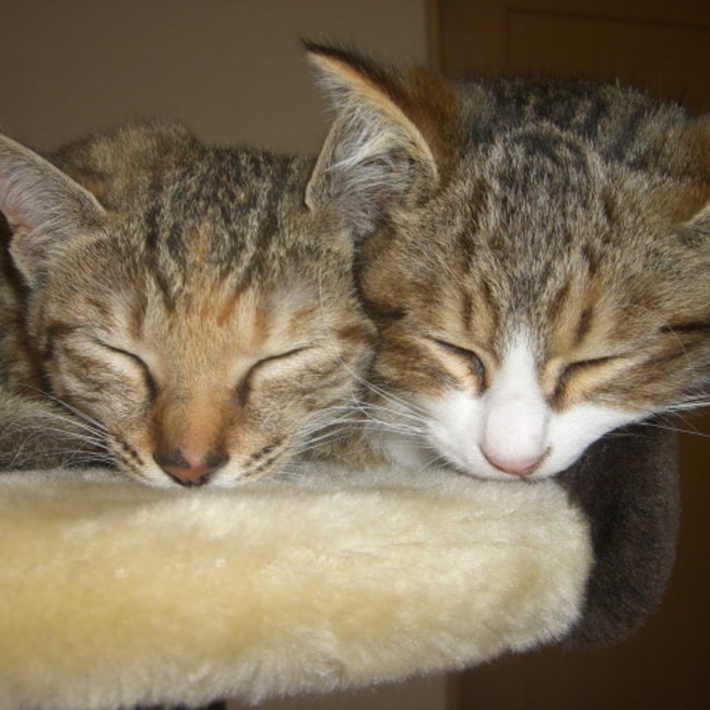 ピーター組長のカバー写真