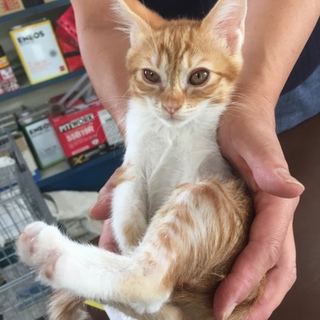 茶白女の子☆シェリー