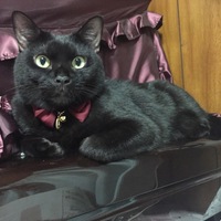 ロト