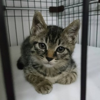 里親さま決定しました！ありがとうございました。