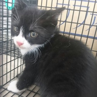 里親さま決定しました！ありがとうございました。