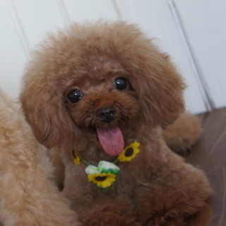 お問い合わせありがとうございました。