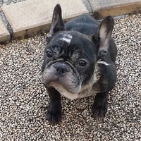 かりん