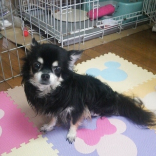 可愛がって頂ける方を募集します