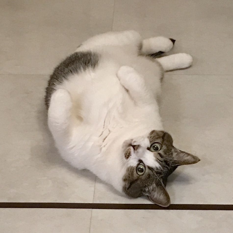小米 (こよね)のカバー写真