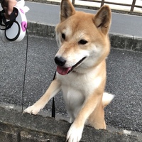 ゆめ